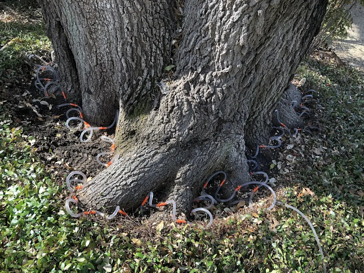 Detailed Tree Cabling and Bracing job site in Nichols