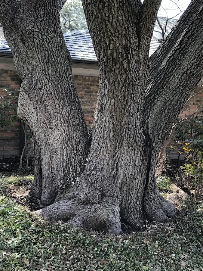 Mature heritage tree close to a Nichols property cared for by certified arborists
